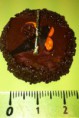 /album/les-miniatures/img-2072-jpg/